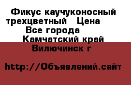 Фикус каучуконосный трехцветный › Цена ­ 500 - Все города  »    . Камчатский край,Вилючинск г.